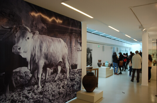 Imagem de Capa do Evento Visitas orientadas às exposições patentes no Museu | Conhecimento, exploração, experimentação e expressão