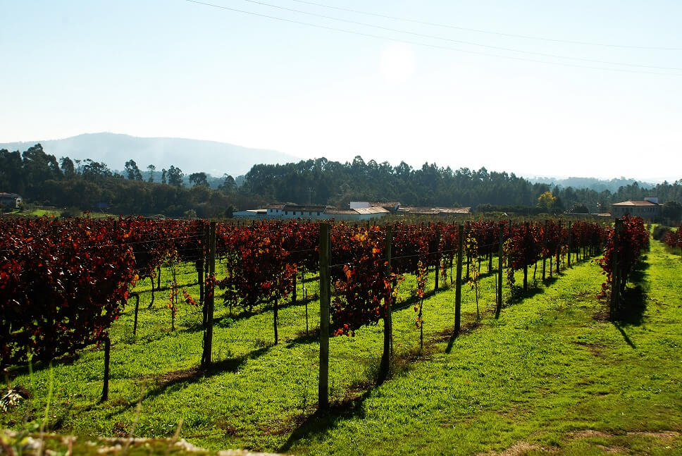 Imagem de Capa do Evento Rota do Vinho e da Vinha