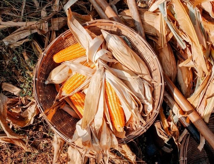 Imagem de Capa do Evento Desfolhada Tradicional 