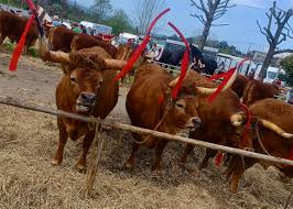 Imagem de Capa do Evento  Feira Franca de S. Bento 